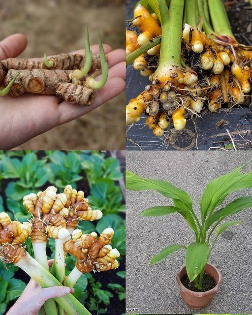 How To Grow Turmeric In Containers A Practical Guide For Home Gardeners🌱