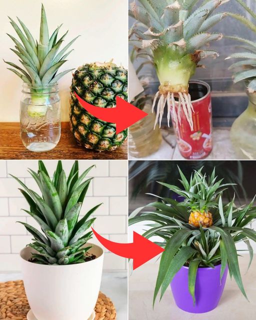 How To Grow Your Own Pineapples In Water With Just A Pineapple Top🌱