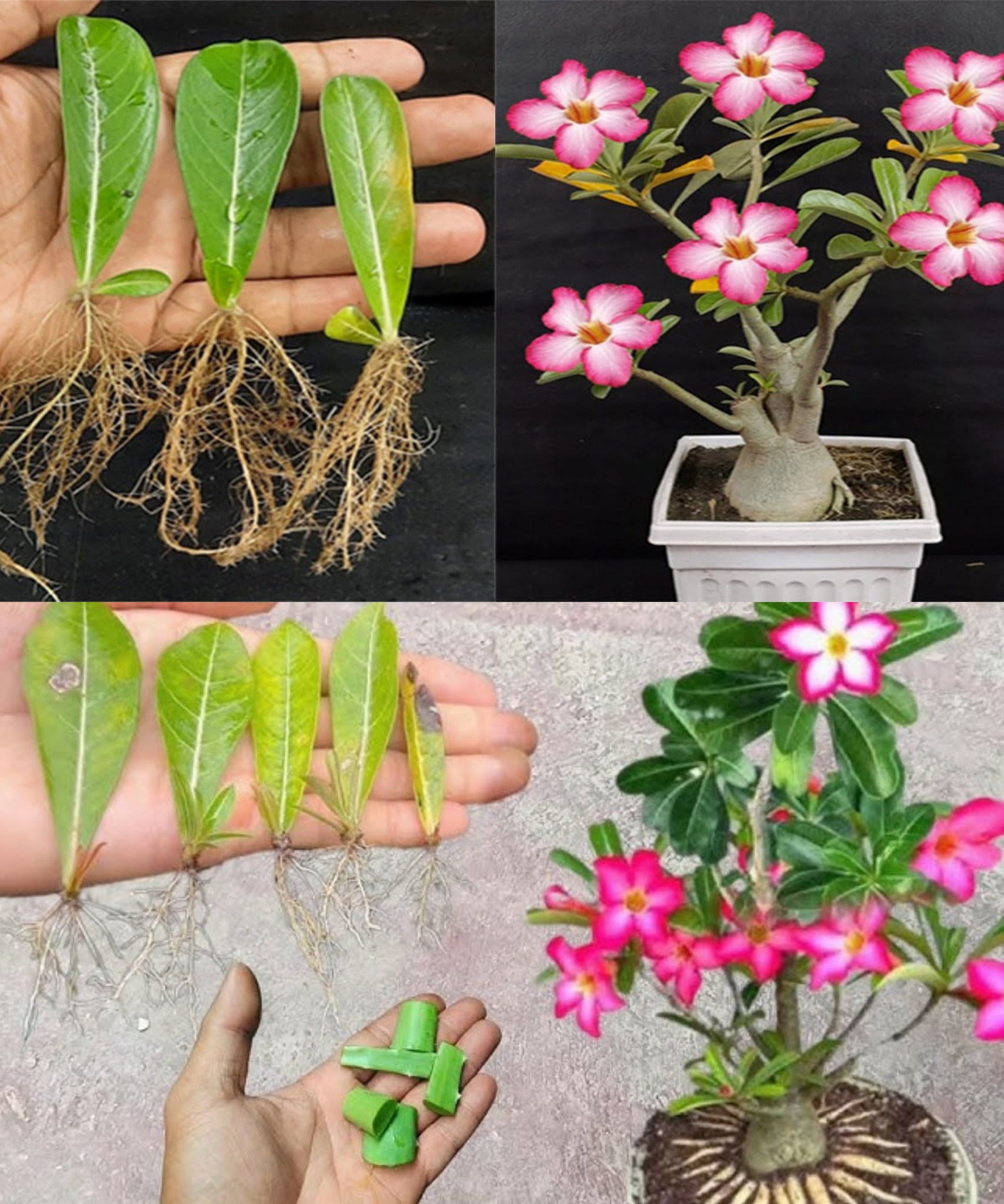 How to Grow Adenium Plant from Adenium Leaves Using an Egg Adenium Propagation🌱