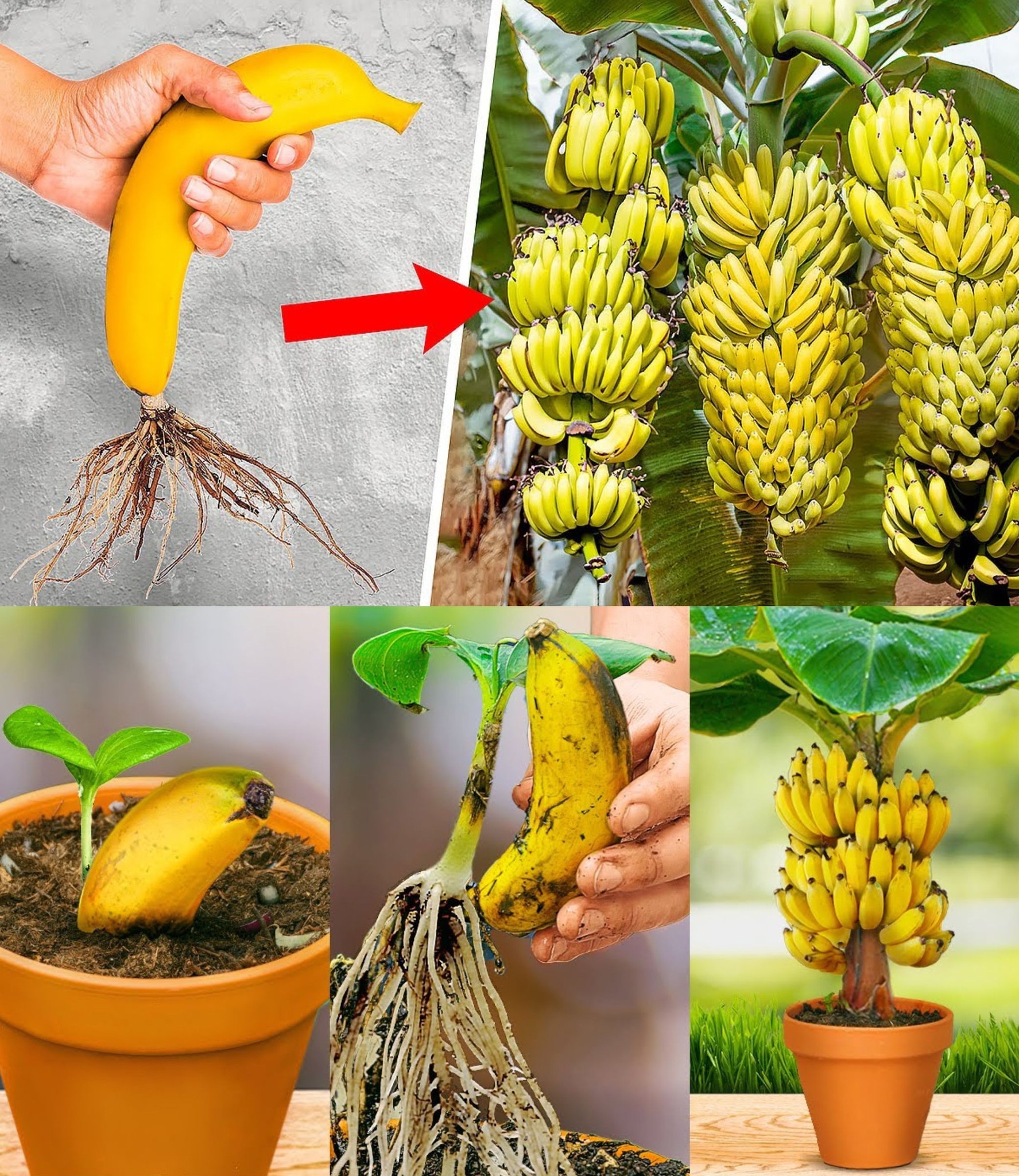 How to Grow Banana Trees from Banana Fruits A Simple Guide🌱