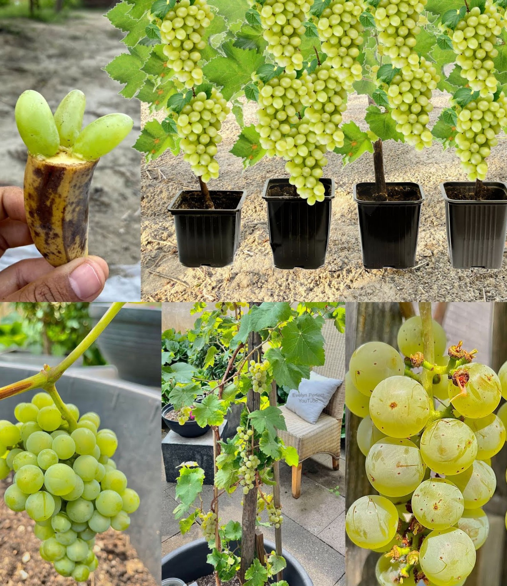 How to Grow Grape Plants from Grape Fruits with Onion A Unique Method🌱