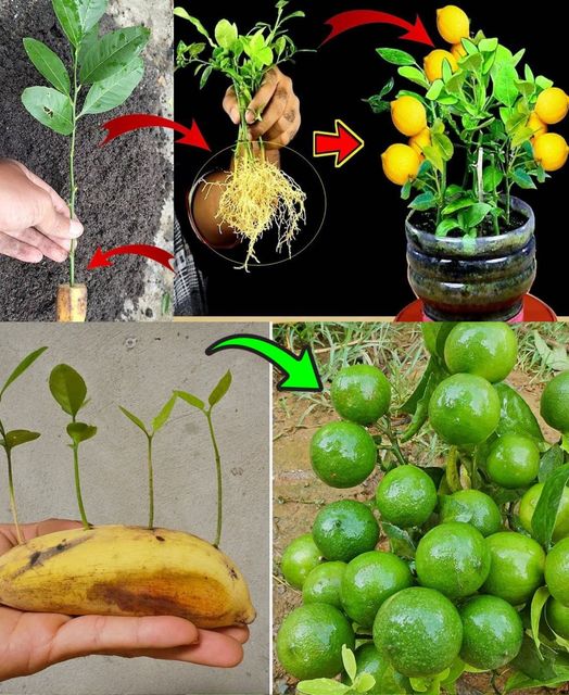 How to Grow Lemons in Bananas at home for beginners🌱