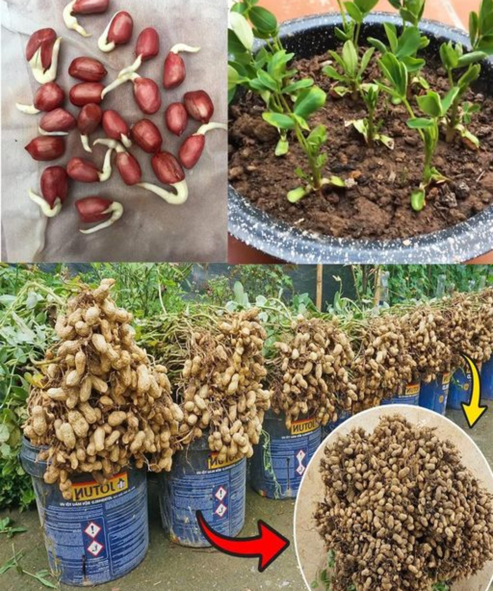 How to Grow Peanuts in Soil from Store-Bought Nuts🌱