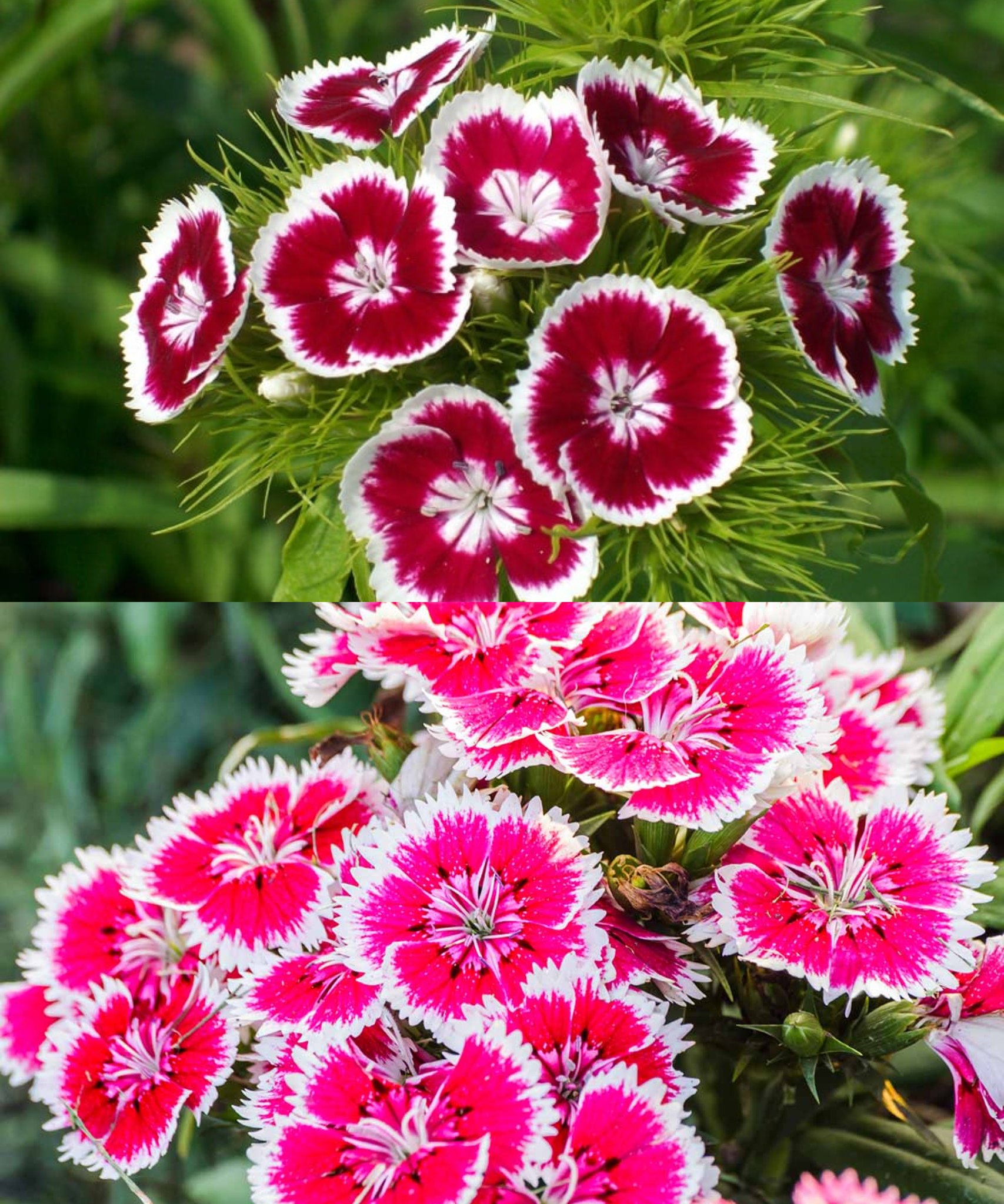 How to Propagate, Grow, and Care for Poet’s Carnation (Dianthus Minutiflorus)🌱