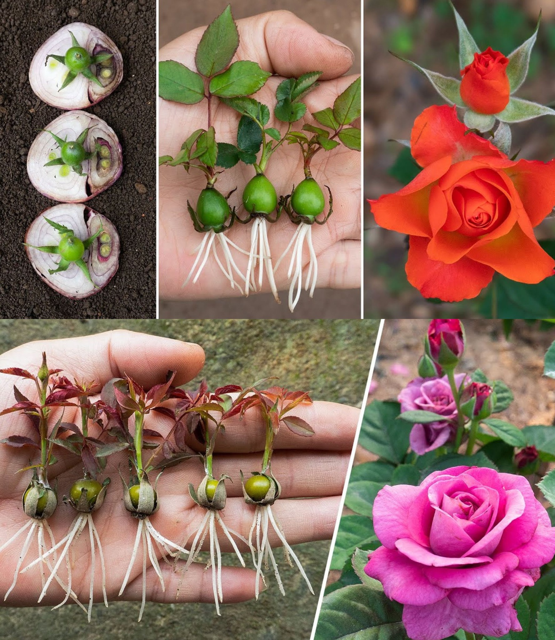 How to Propagate Rose Plants from Rose Buds with Onions The Results Are Surprising!🌱