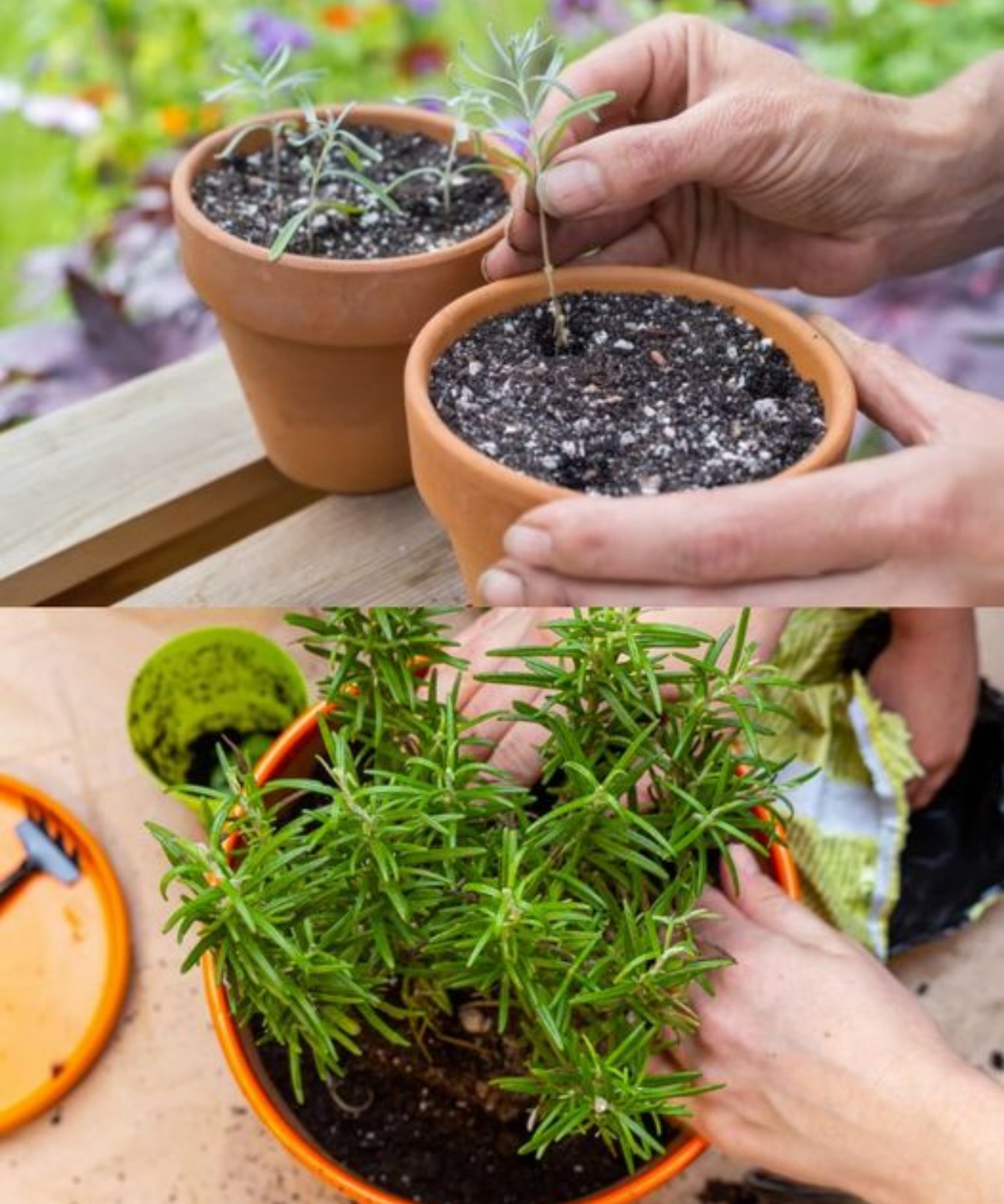 How to Propagate Rosemary: Turning One Plant into Dozens🌱