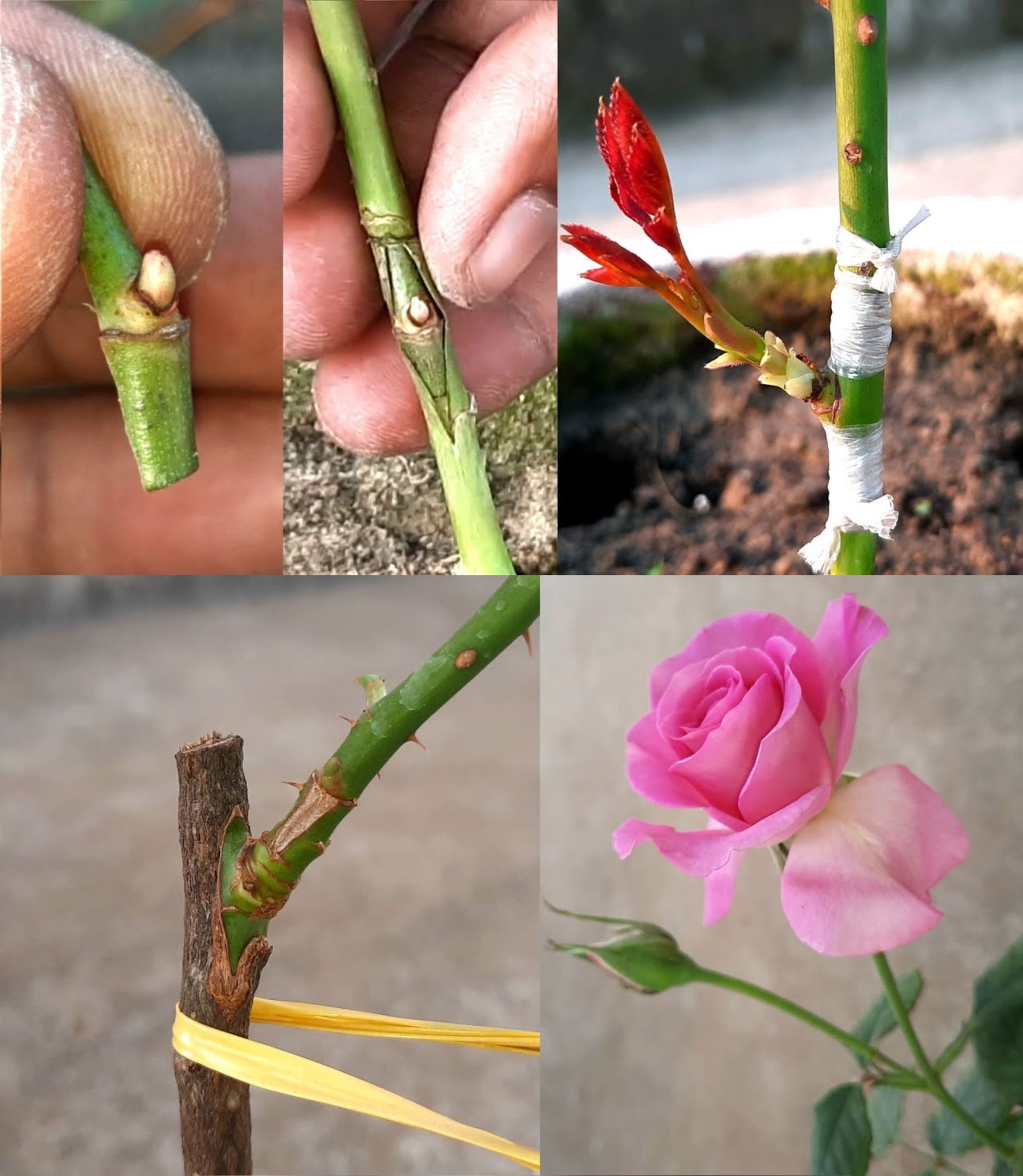 How to graft a rose into another variety: the trick finally revealed🌱