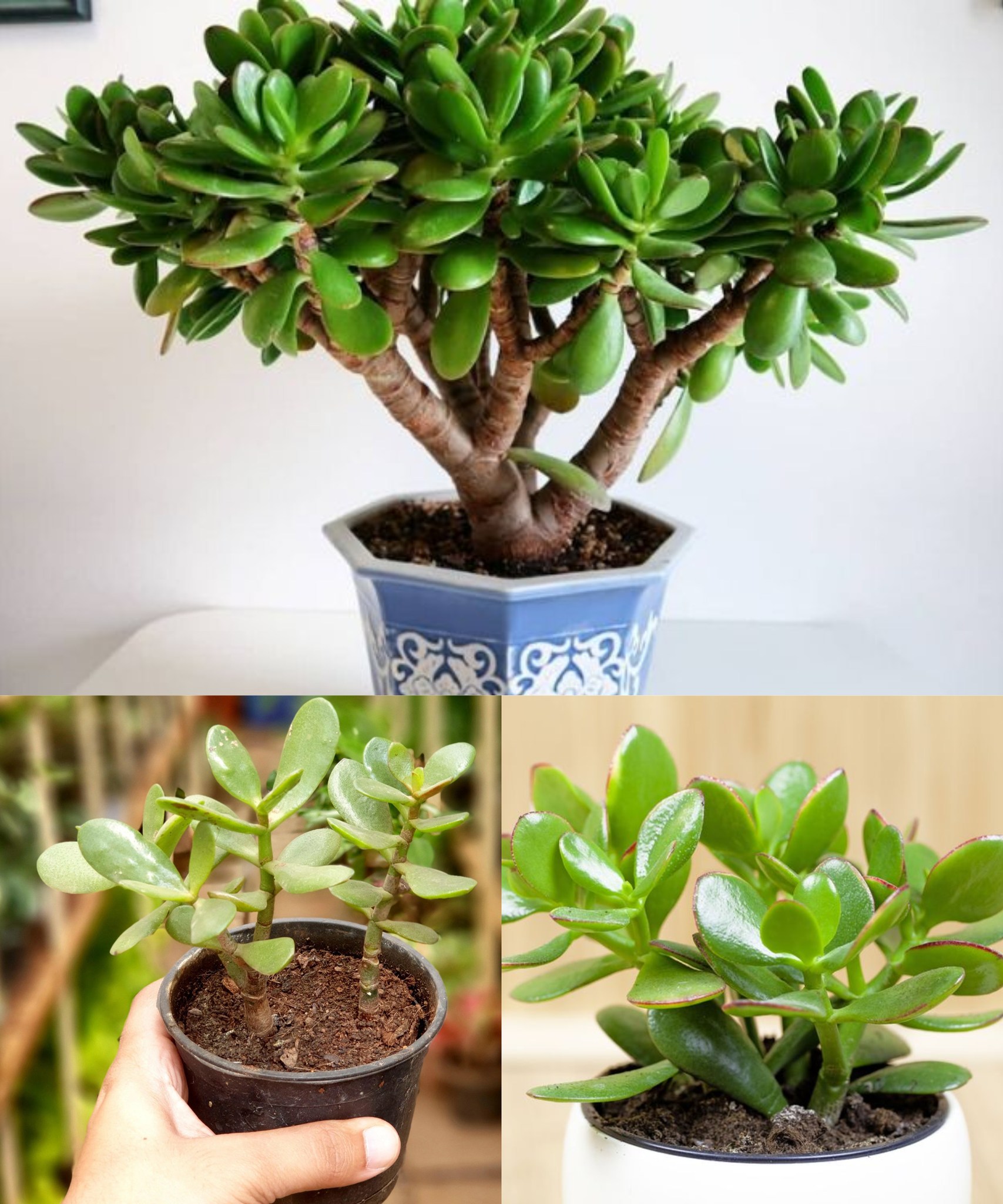 How to grow Crassula ovata, the succulent that according to Feng Shui brings luck and prosperity🌱