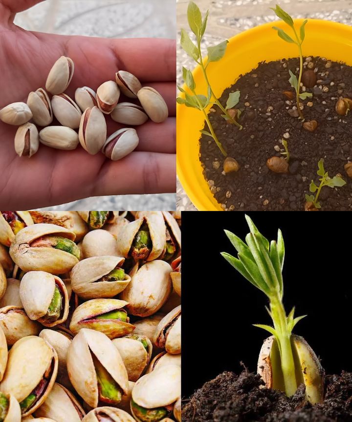 How to grow a pistachio tree from store-bought pistachios🌱