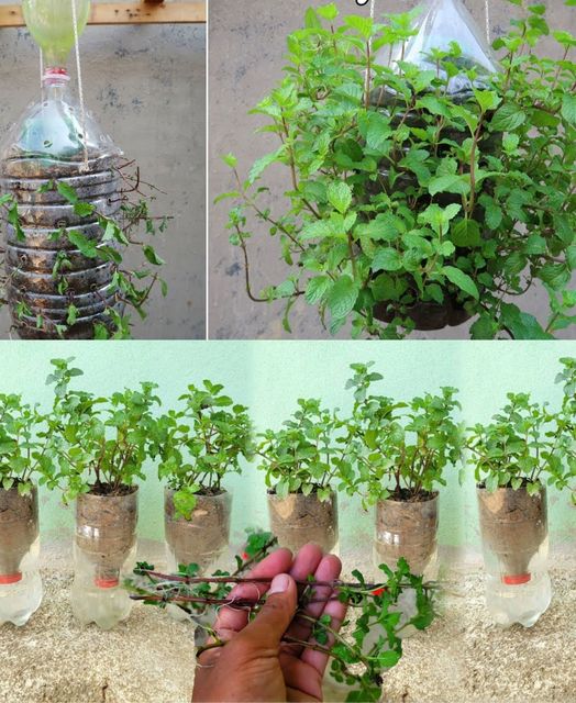 How to grow mint in plastic bottles with water at home🌱