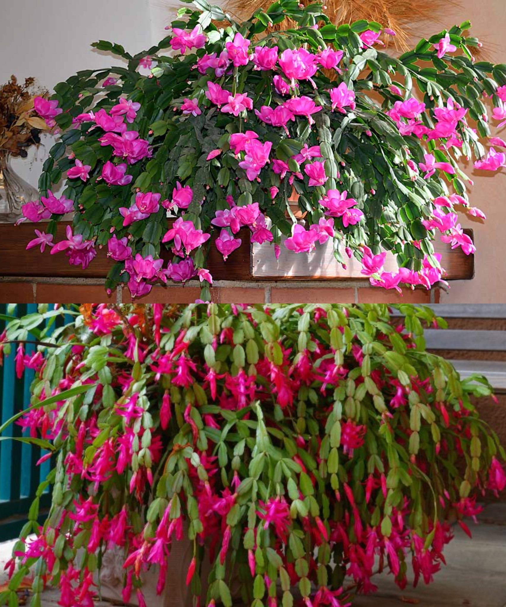 How to make Christmas Cactus bloom several times a year🌱