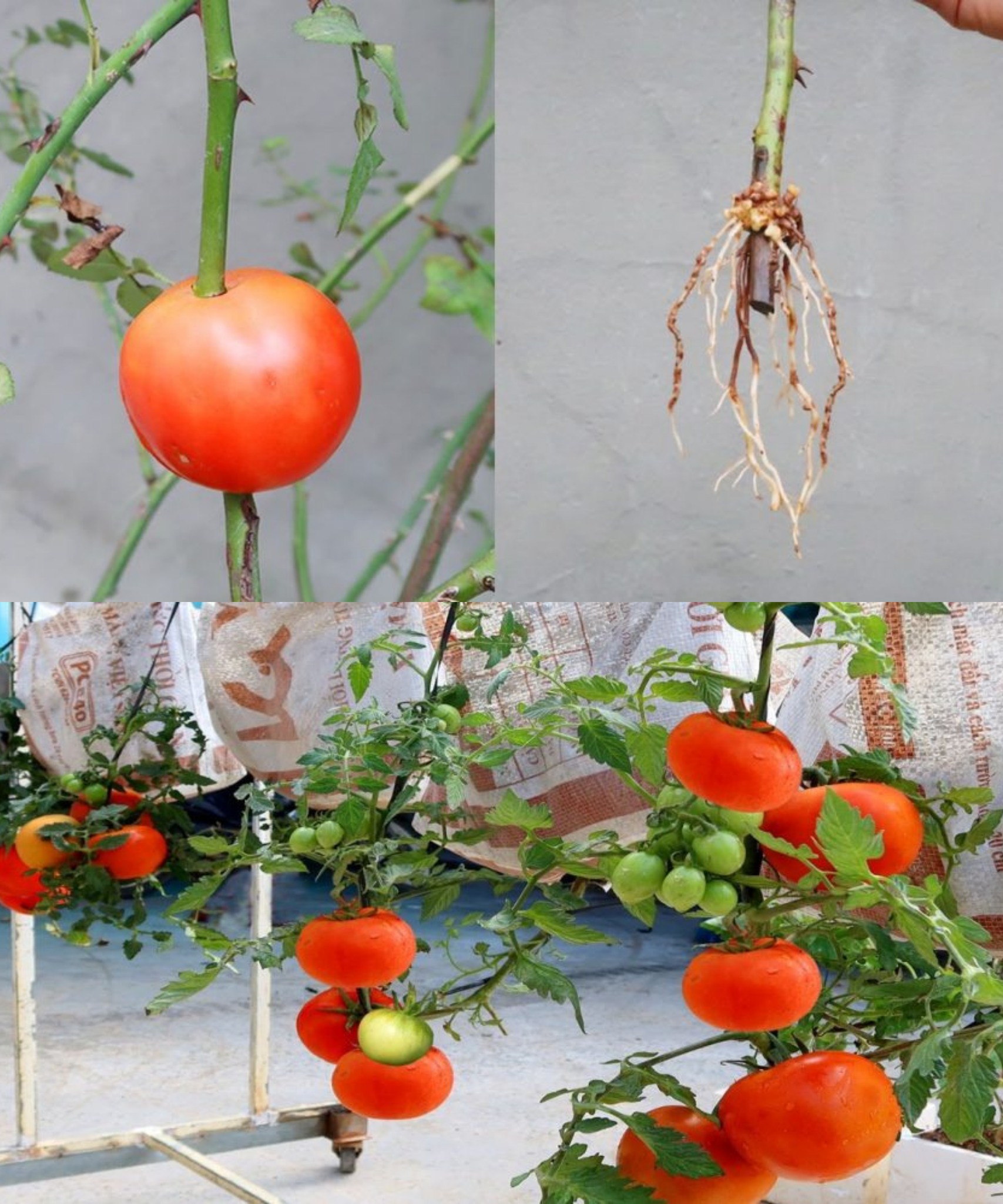 How to plant a rose on a slice of tomatos and wait a few minutes 🌱