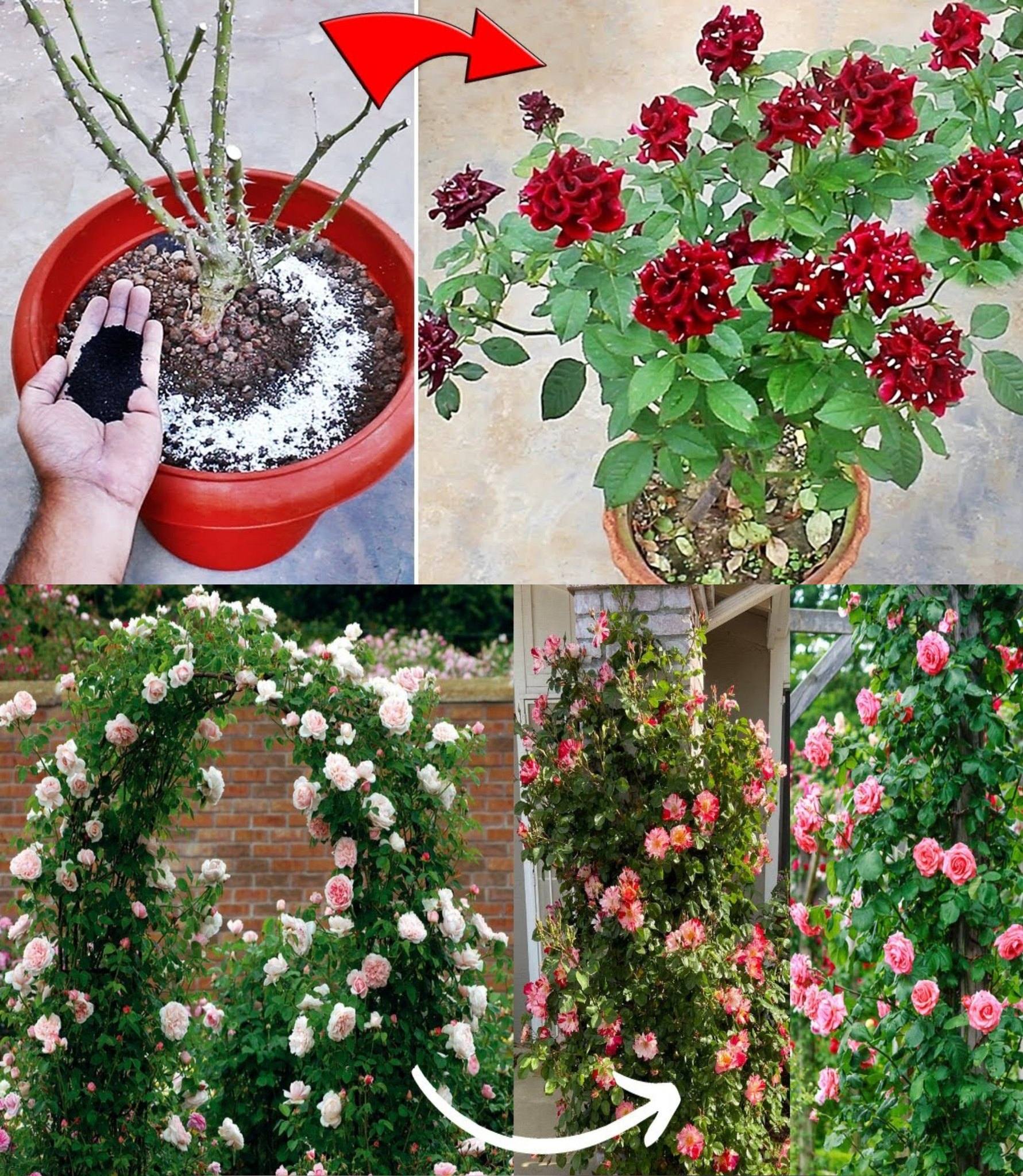 How To Plant Roses To Have Perfect Flower🌱