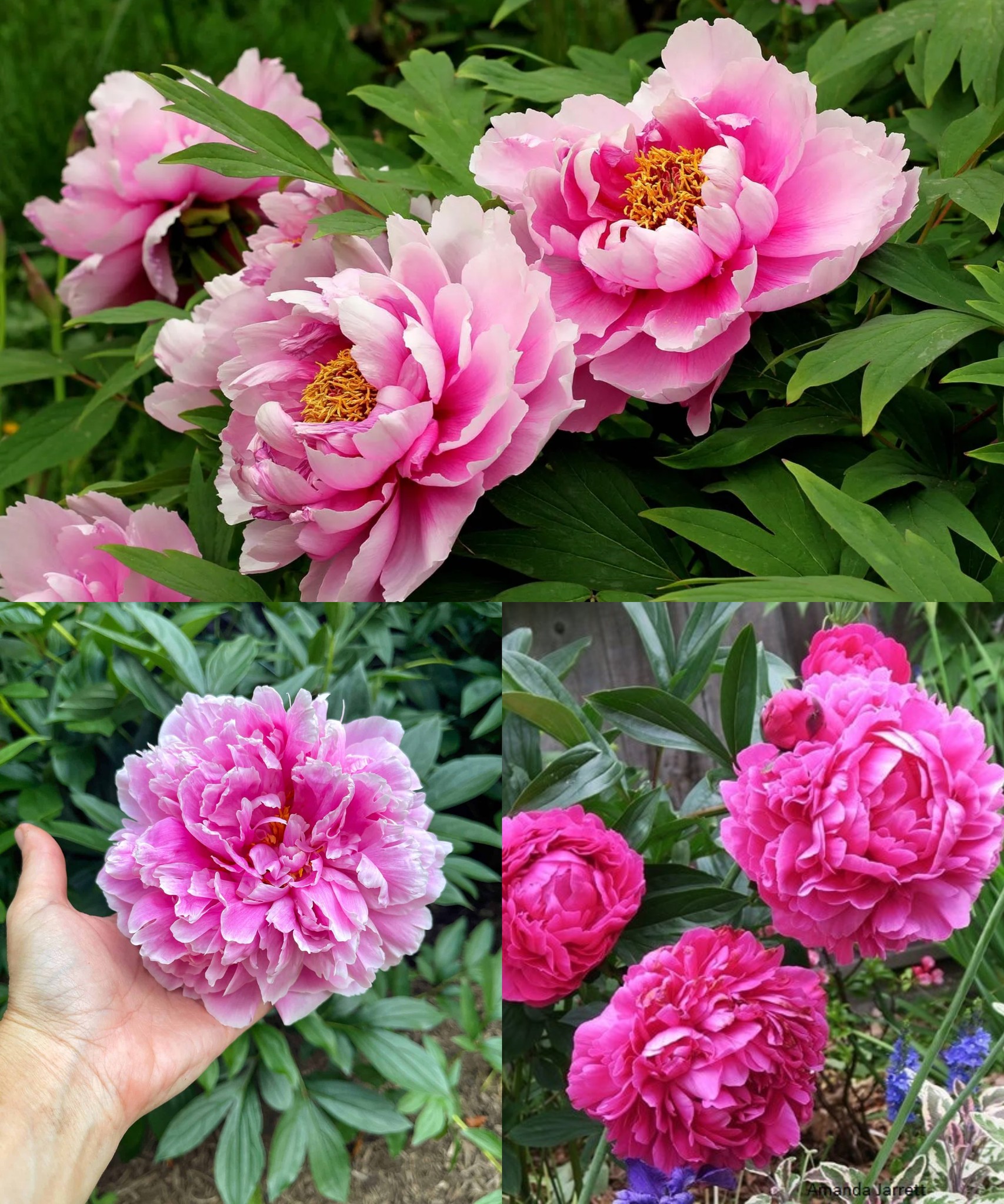 How to propagate, grow Chinese Peony (Paeonia lactiflora) and its care🌱