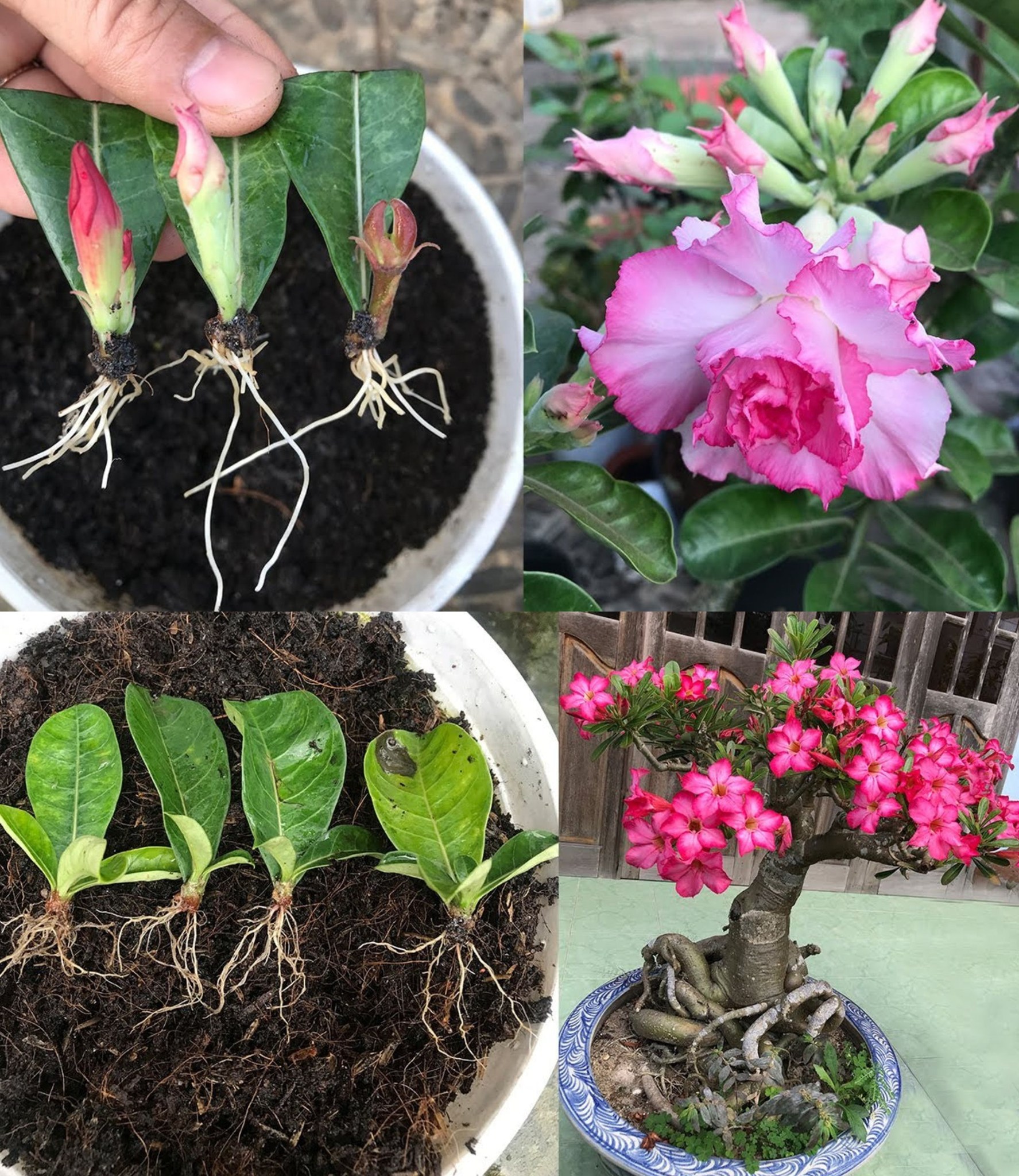 How to propagate leaves in sand to produce many roots at home easy🌱