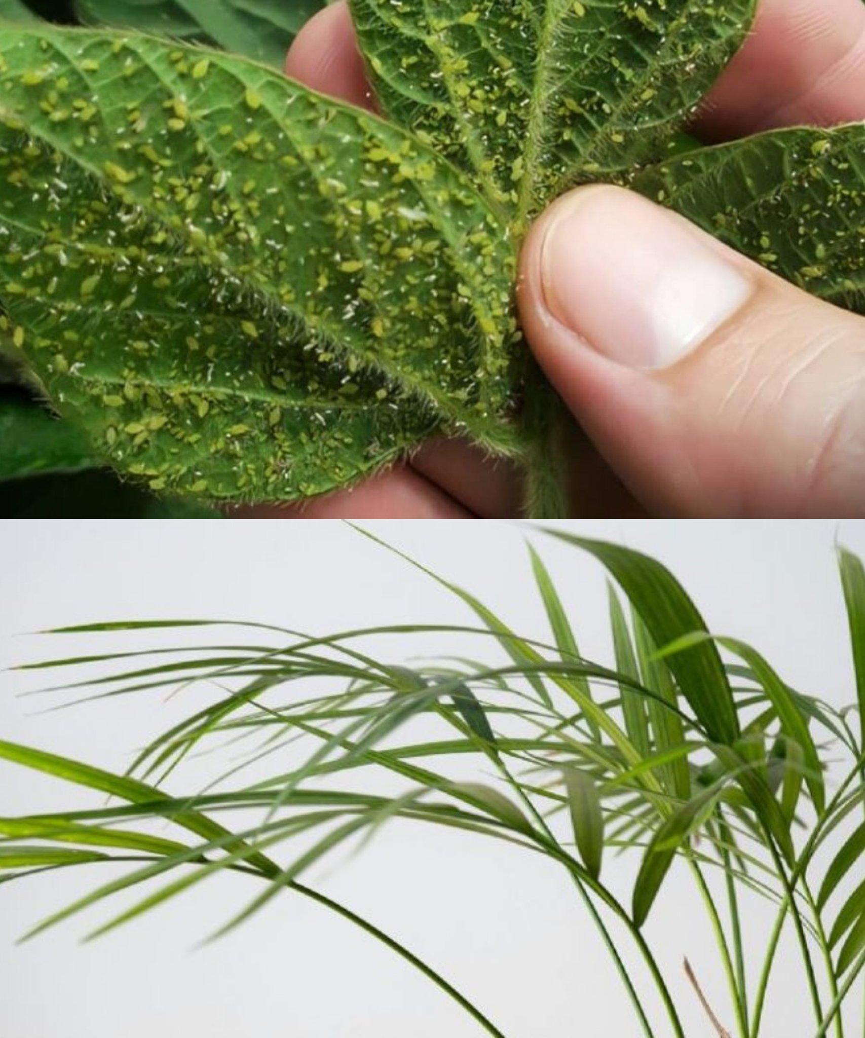 How to propagate leaves in sand to produce many roots at home🌱