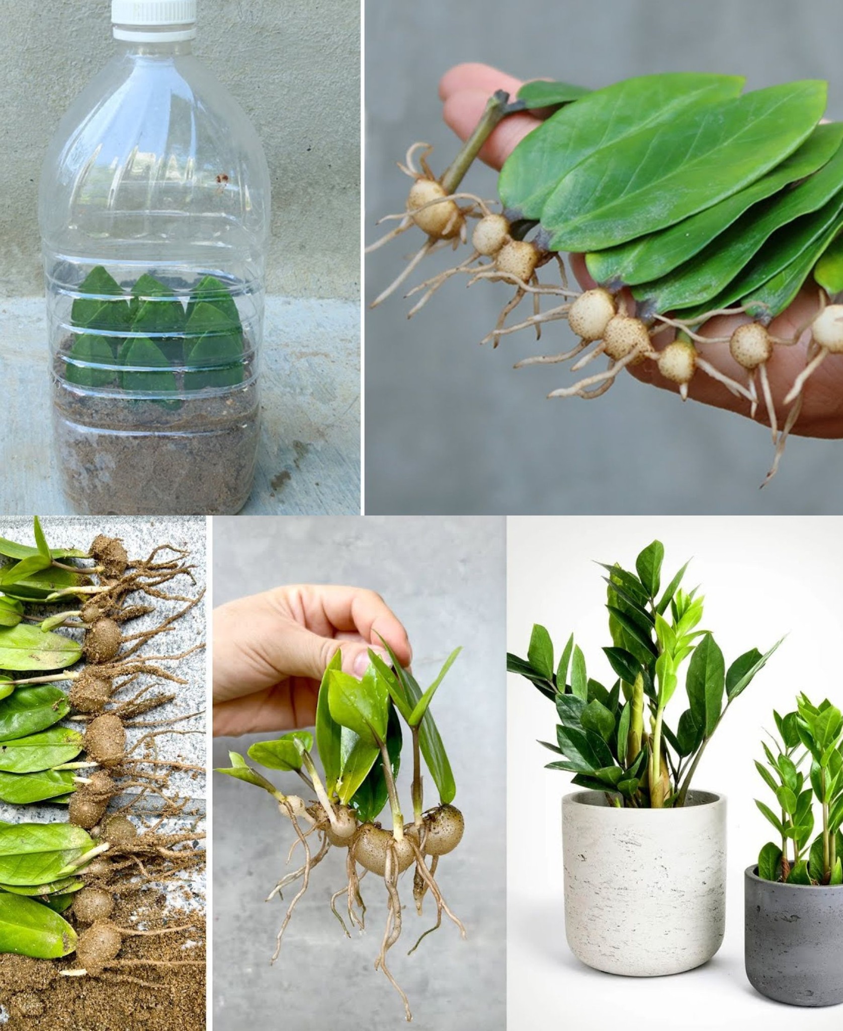 How to propagate leaves in sand to produce many roots at home🌱