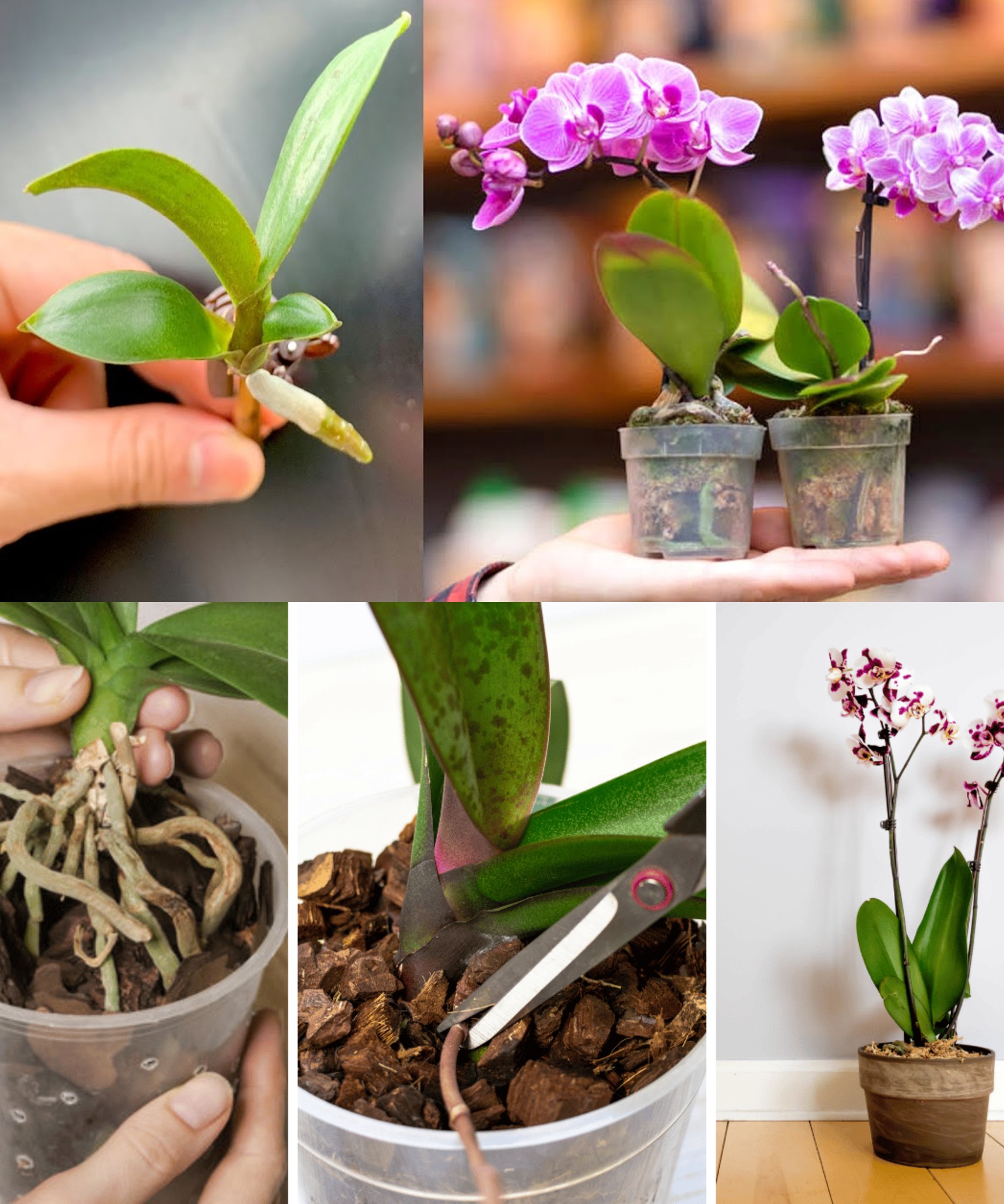 How to propagate orchids so you don’t have to buy them anymore🌱