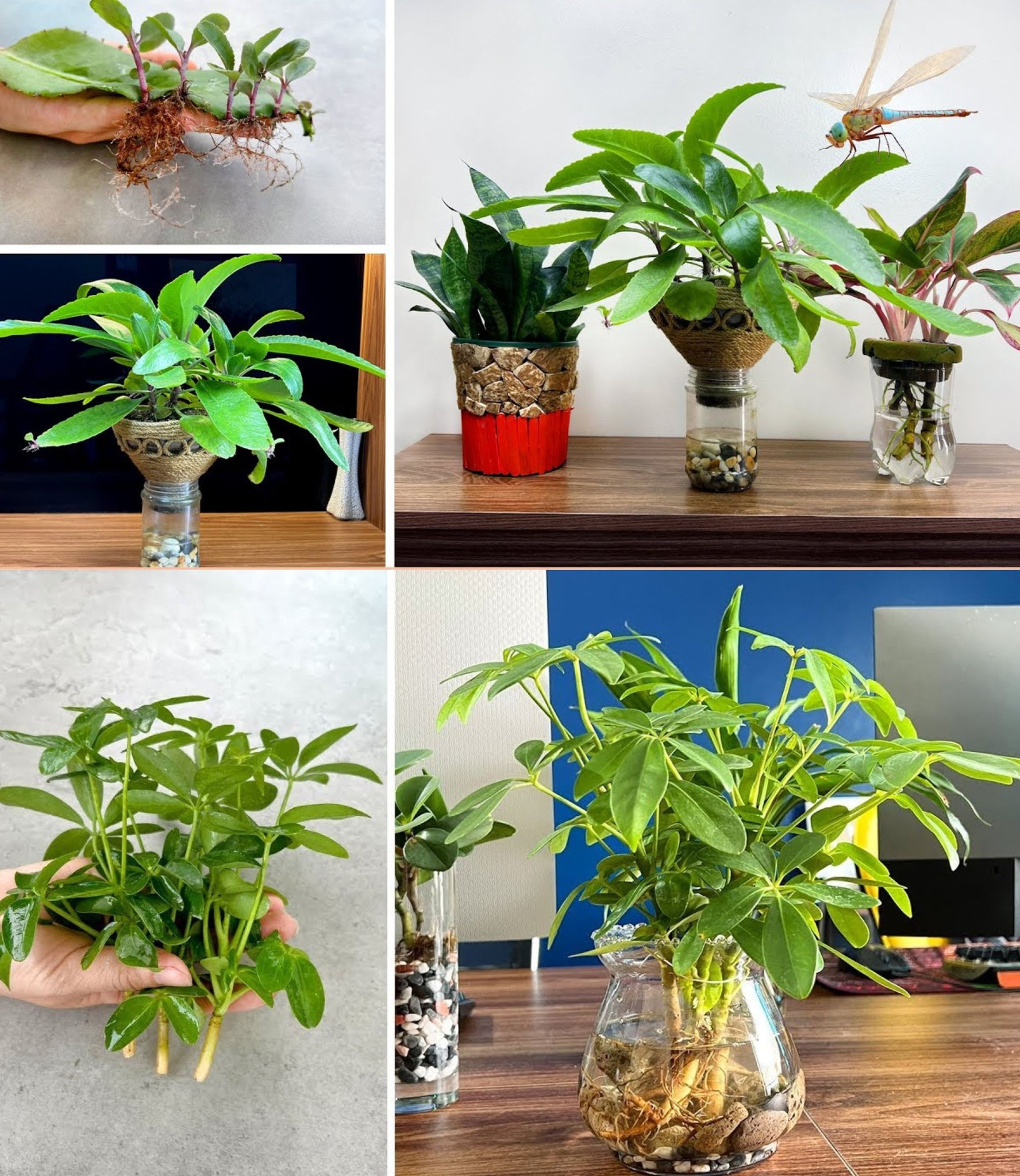 How to propagate plants in water to help purify indoor air Air Purifying Indoor Plants🌱