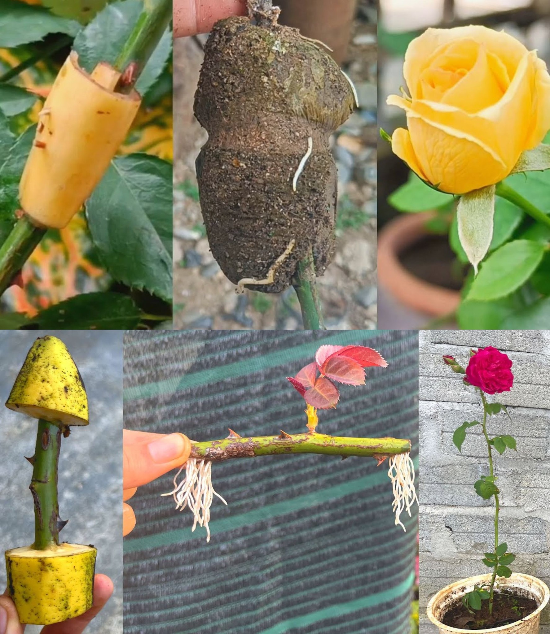 How to propagate roses with banana peels for many roots Growing roses with bananas🌱