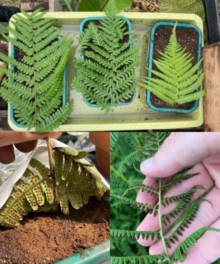 How to reproduce ferns from spores step by step🌱