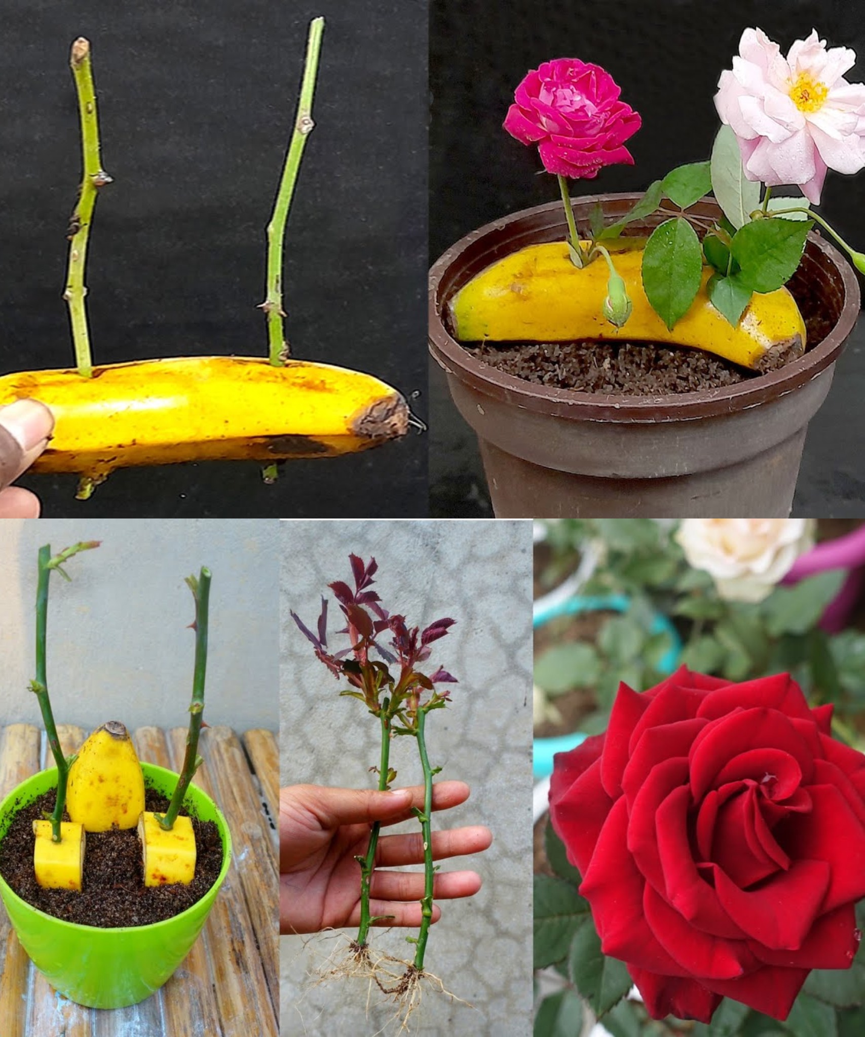 How to reproduce roses infinitely (at zero cost) with the banana method🌱