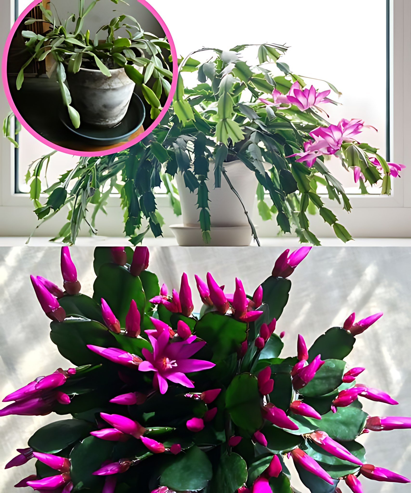 I pour it into a flowerpot and moisten the leaf tips. CHRISTMAS CACTUS is suddenly full of flowers!🌱