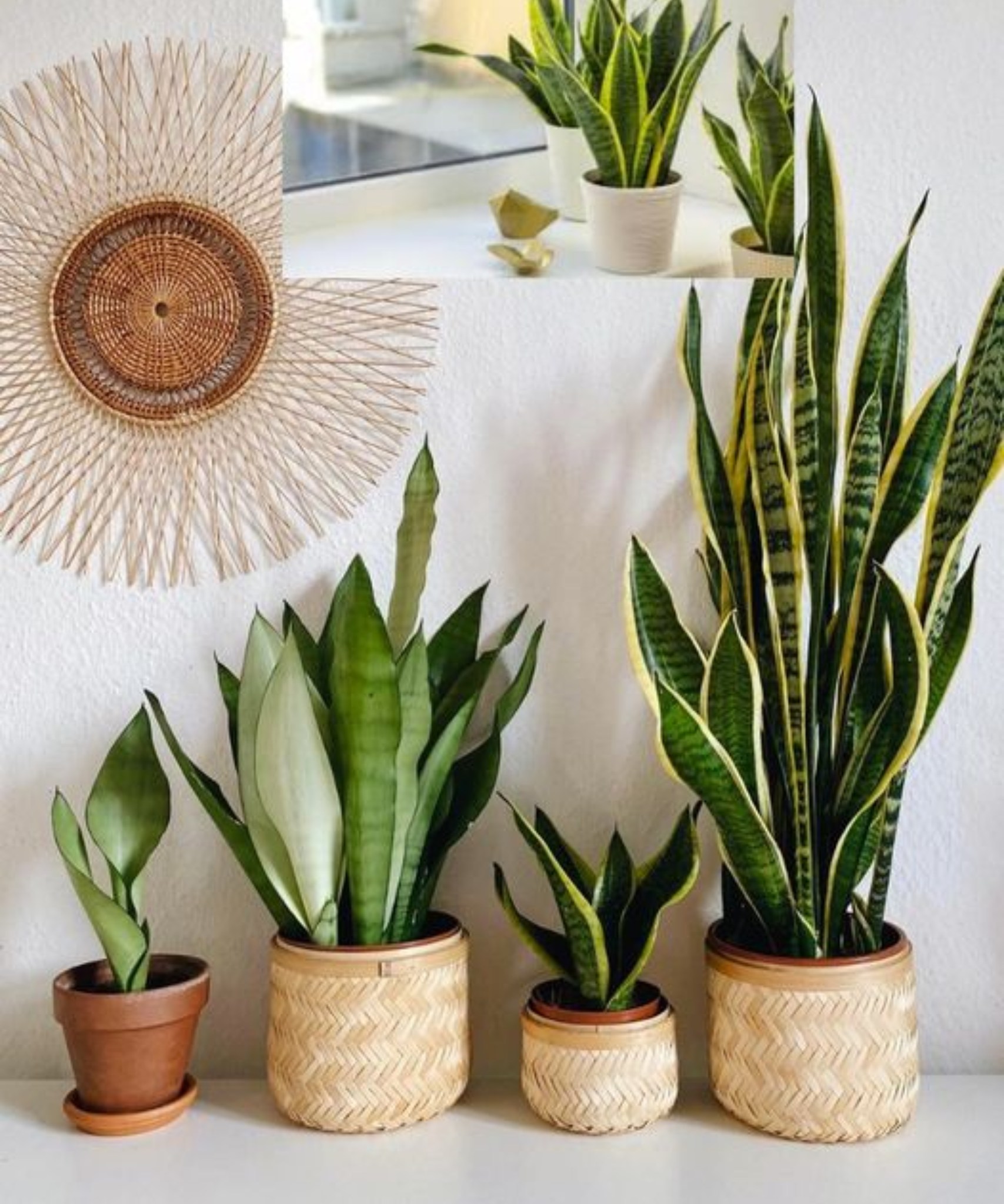 Instead of discarding them after breakfast, use them as fertilizer. Sansevieria produces new leaves🌱