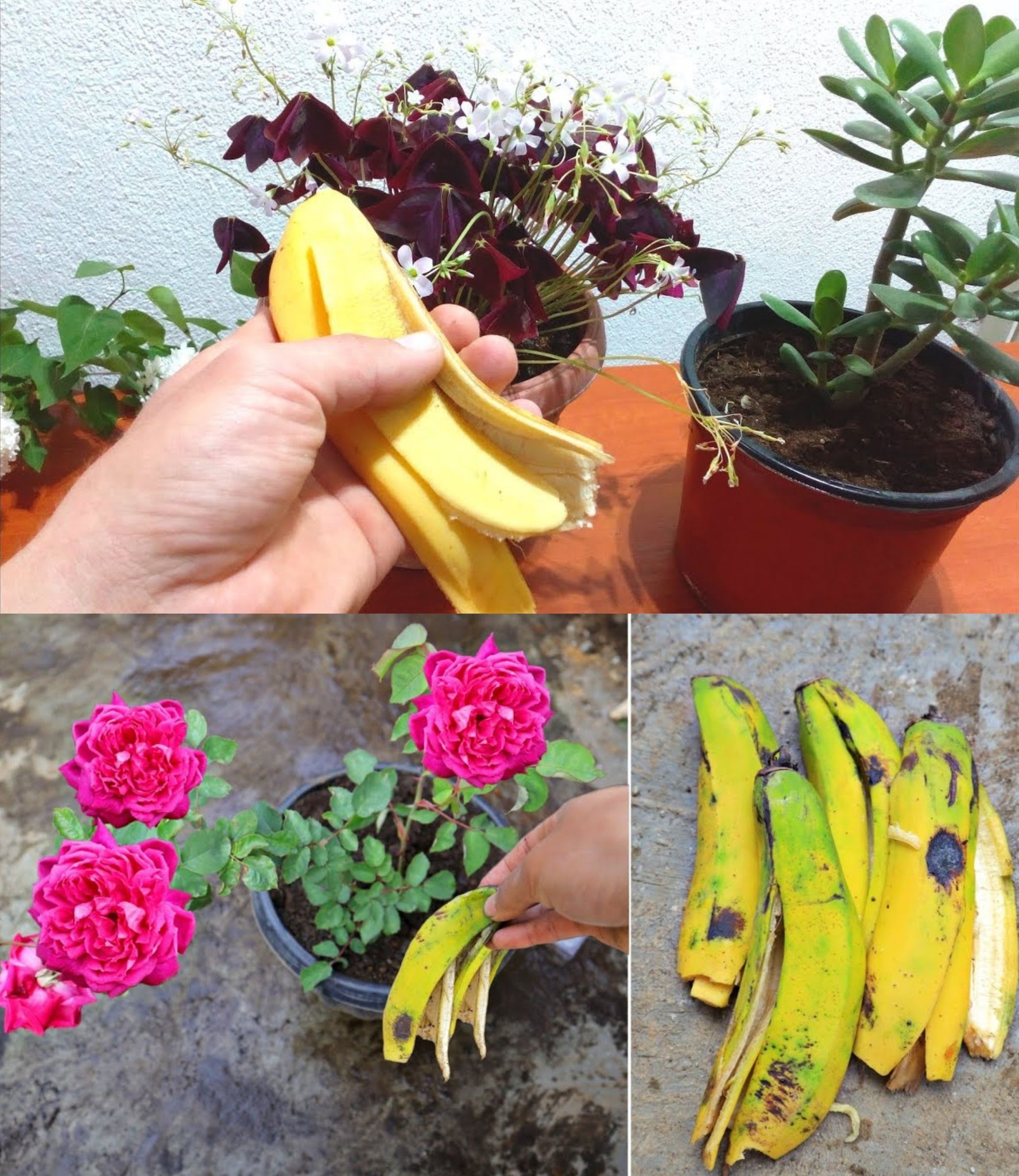 Just 1 Banana Peel on Your Plants Makes Them Explode with Flowers (Did You Know That?)🌱