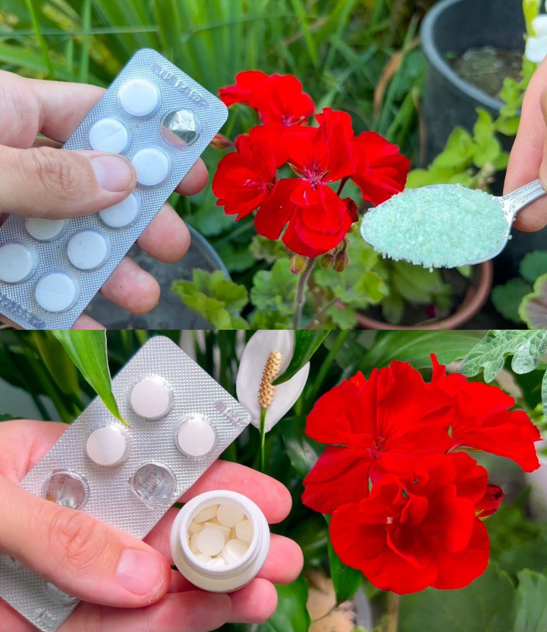 Just 1 Capsule Makes Your Plants Explode with Flowers 🌱