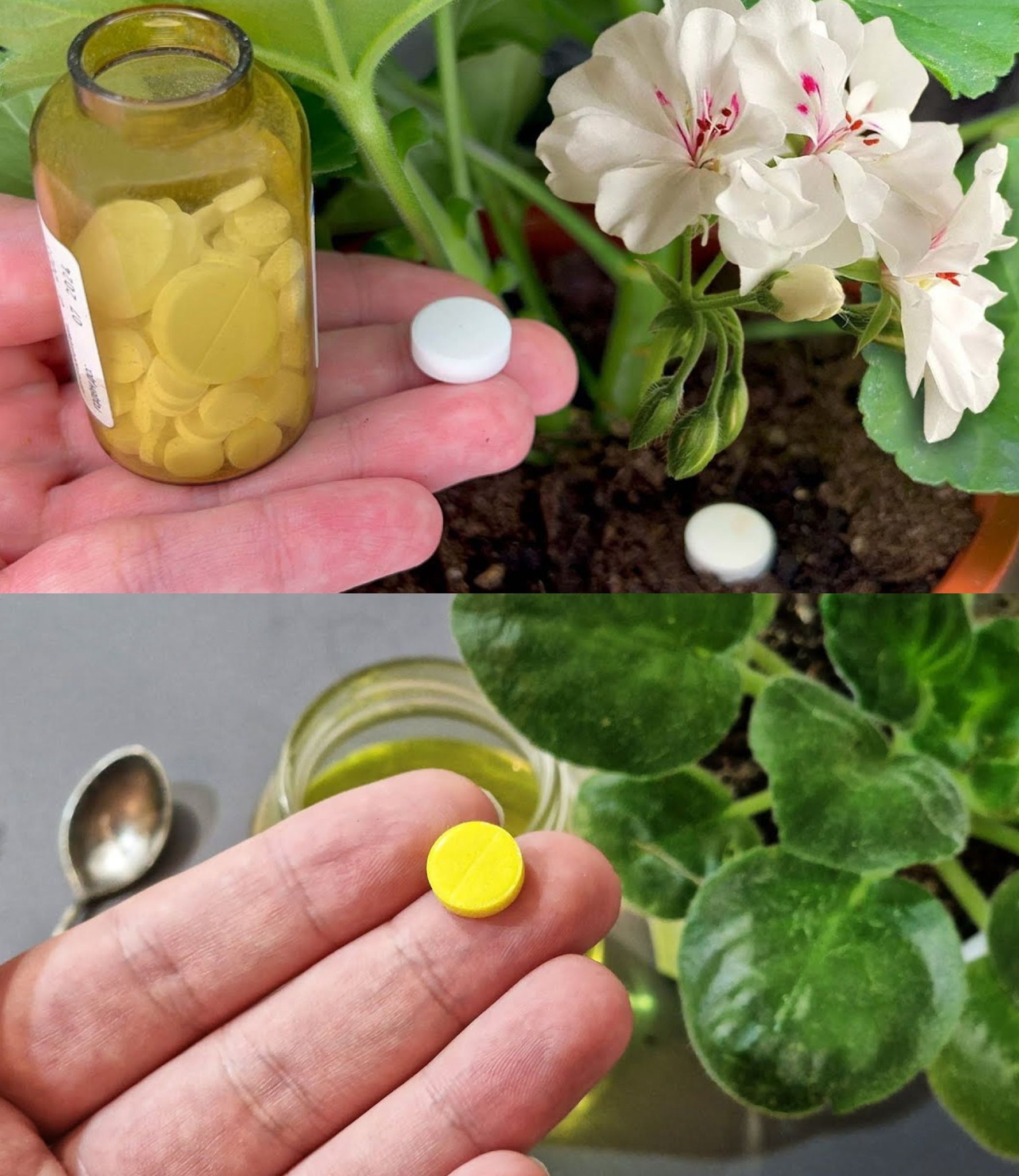 Just 1 Capsule Makes Your Plants Explode with Flowers (Any Plant!)🌱