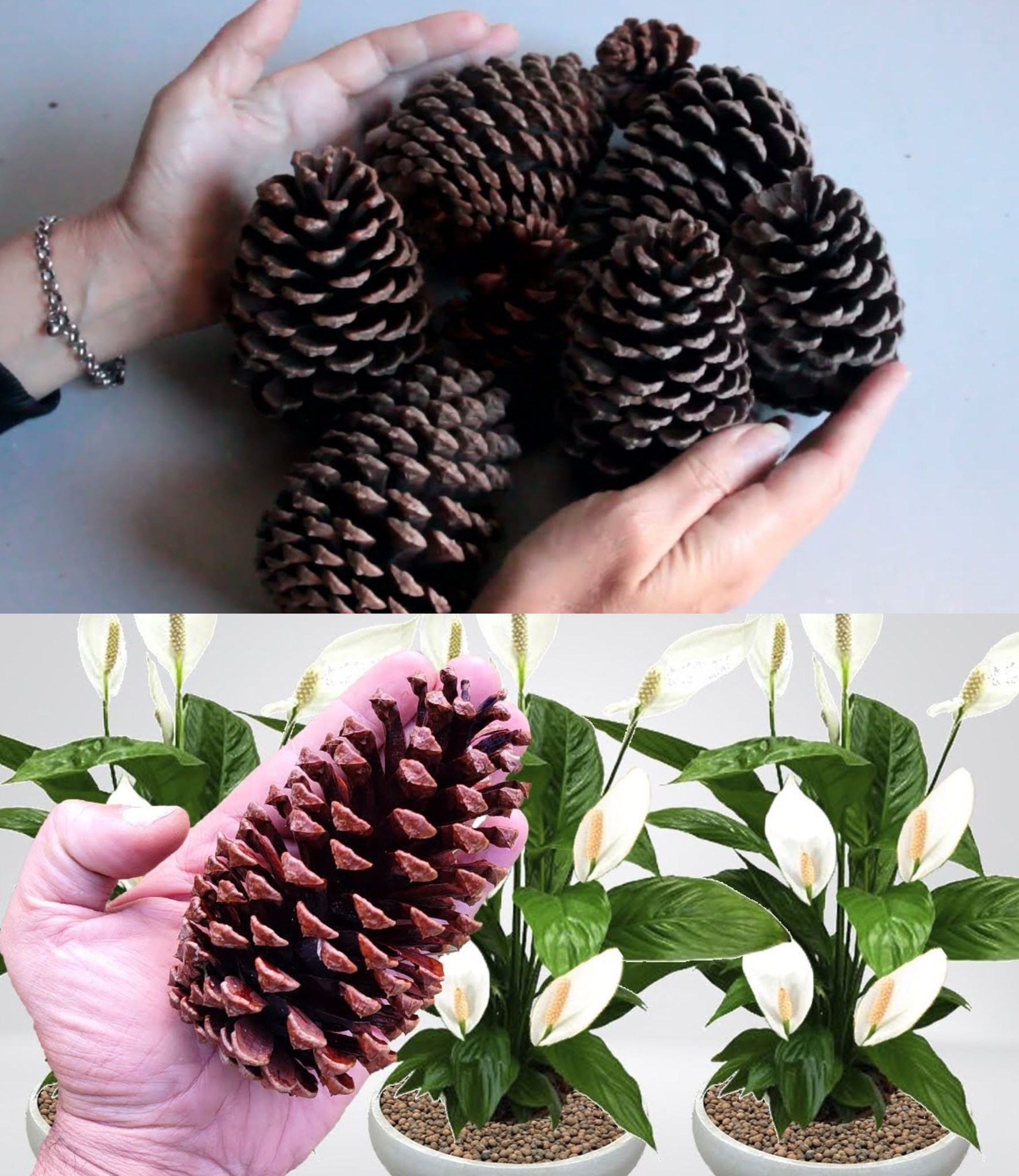 Just 1 Pine Cone on Your Plants and They Will Never Die Again (Arabic Technique)🌱