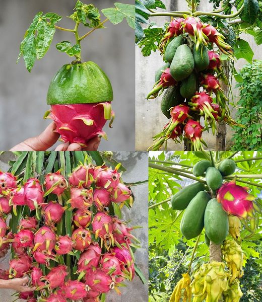 New Idea: How to Propagate a Papaya Tree in a Dragon Fruit Plant for 100% Fast Results Using These Simple Methods🌱