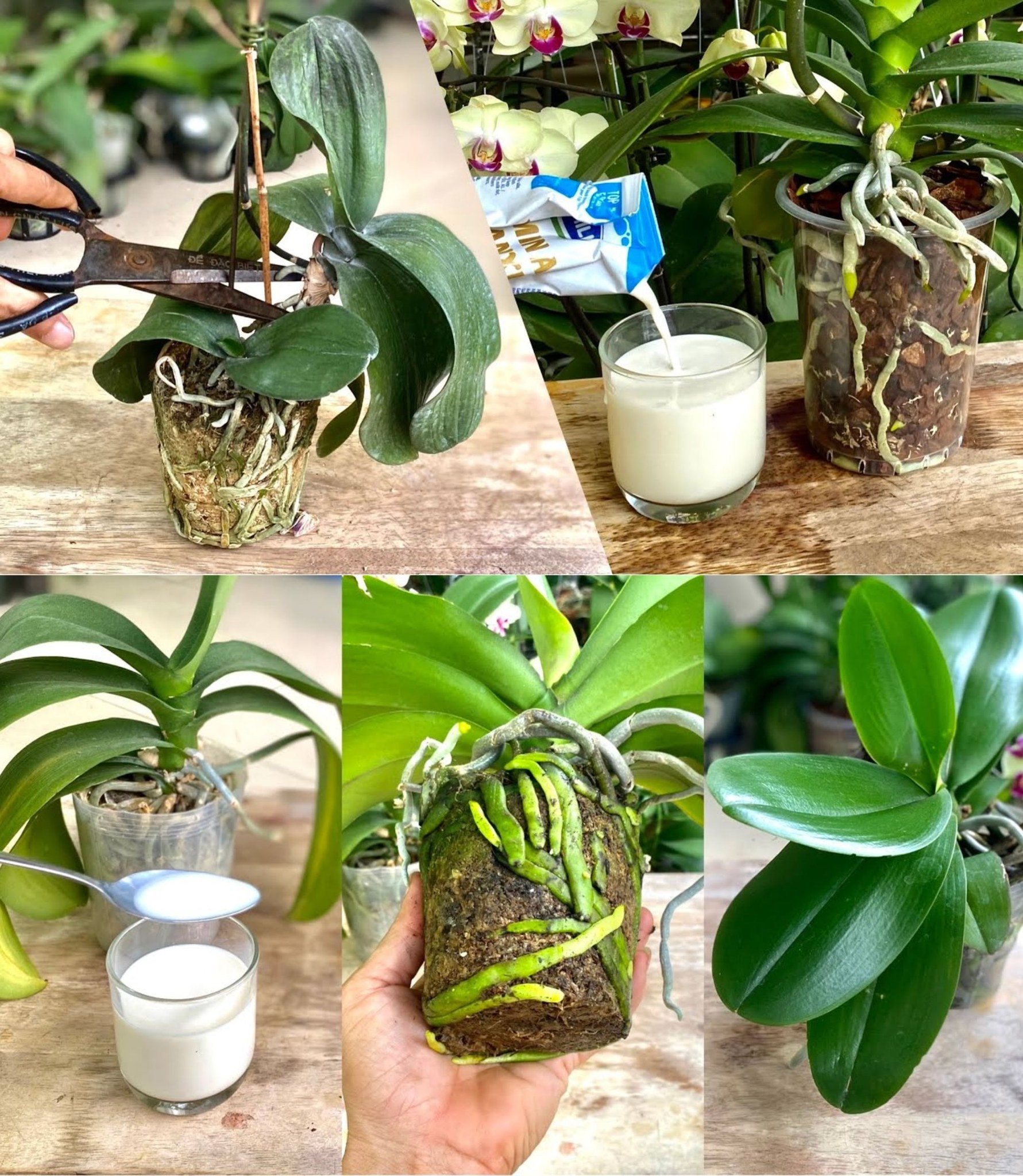 Pour The Milk Into The Plants And Wait 5 Minutes: Surprising What Happen🌱