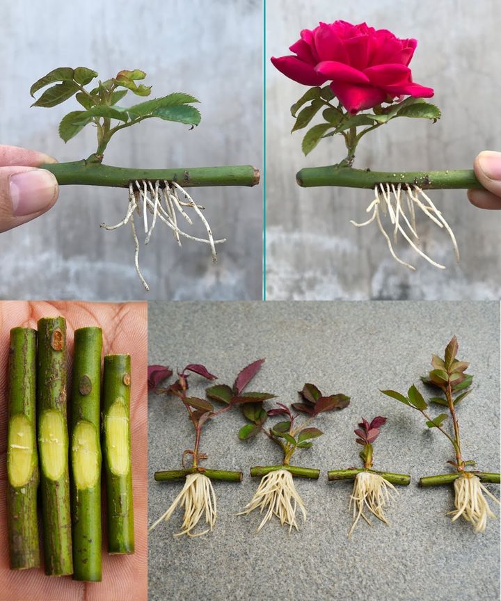 Propagating roses is easy with these methods🌱