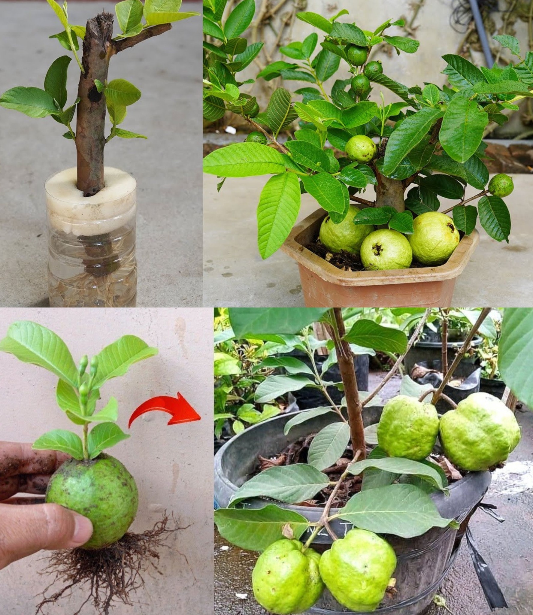 Ready to Grow Your Own Guava Tree at Home? Easy Method Using Just Cloth🌱