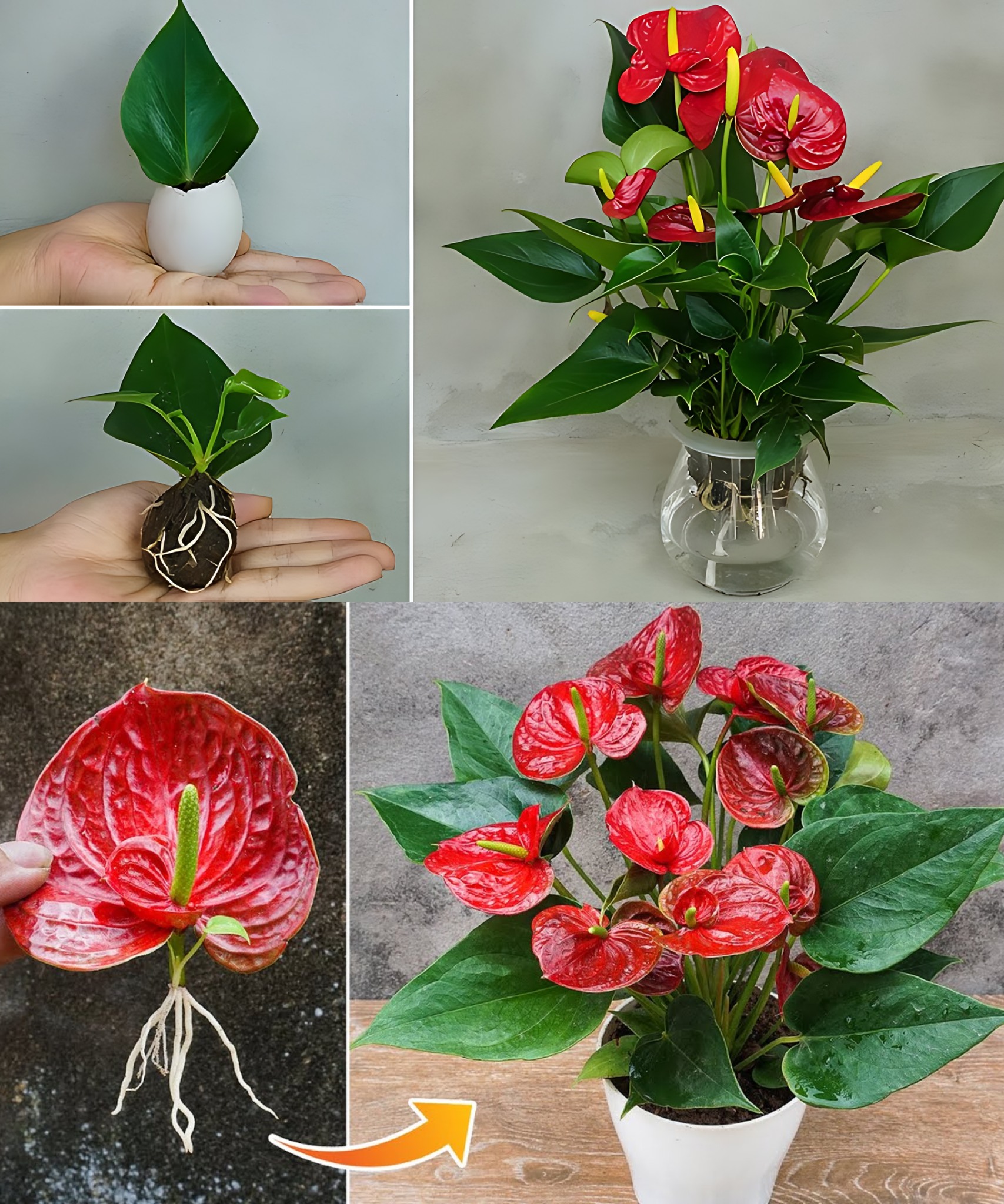 Red Anthurium: Grow it for Everlasting Bloom and Shiny Leaves🌱