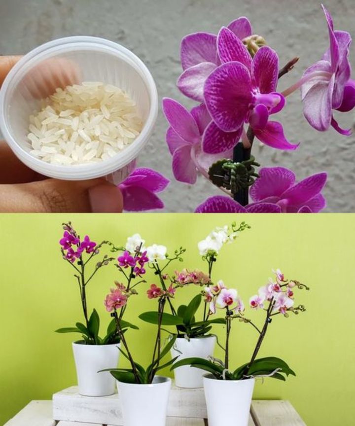 Rice is a real miracle for orchids: if it hasn’t flowered for a long time, take 50 grams and try this trick, and the first buds will soon appear!🌱