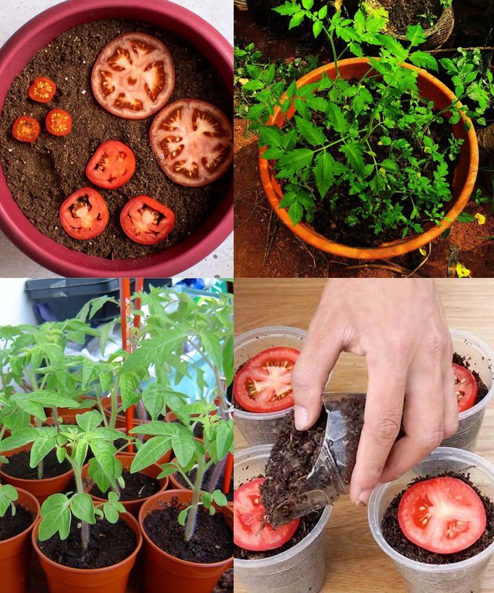 Sprouting tomatoes in 5 days at home : Sowing, planting and growing tomatoes)🌱