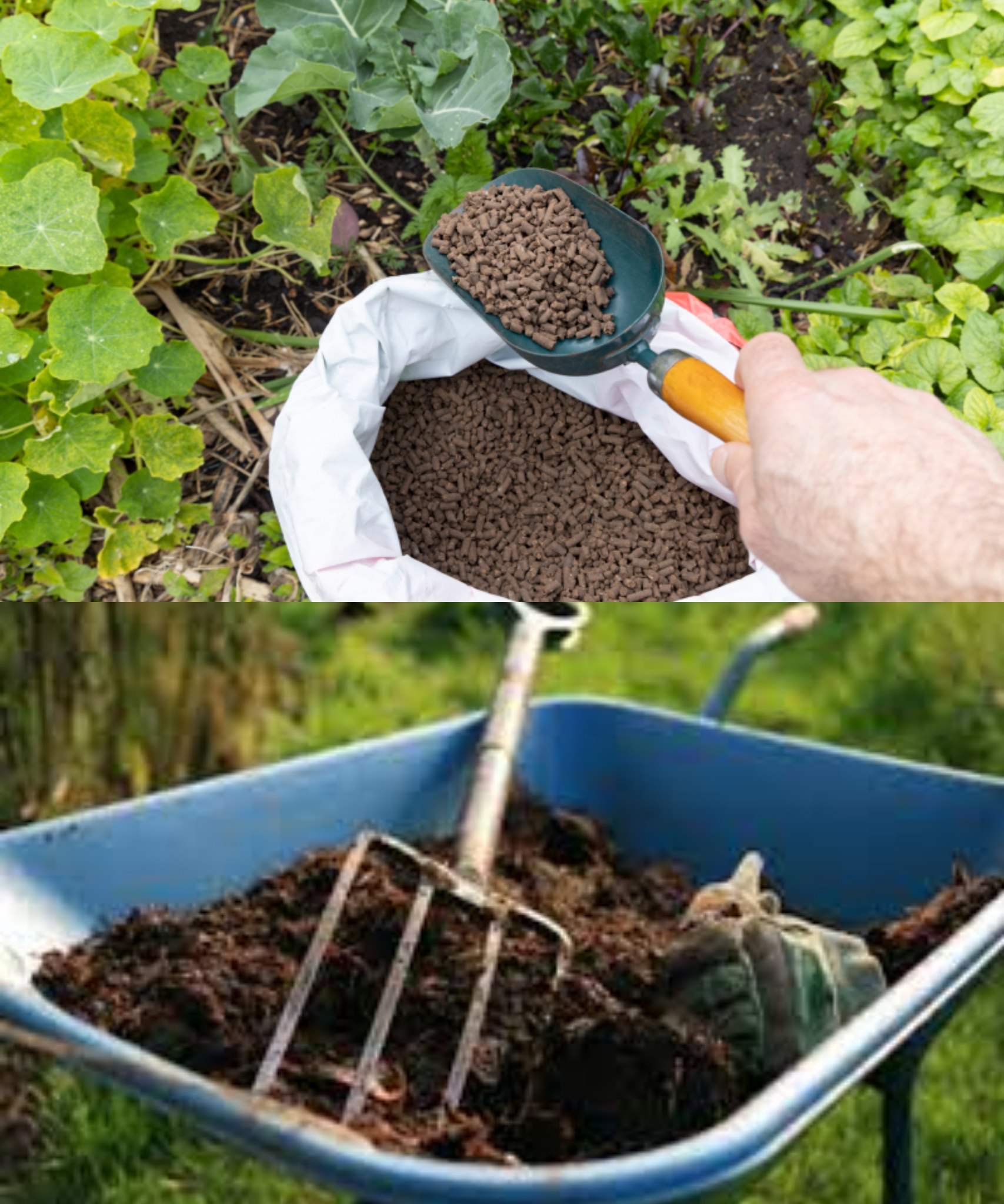 The best natural plant fertilizer used by nurserymen – only 10 cents worth🌱