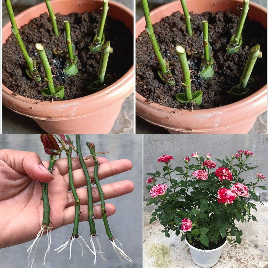 The method of growing roses from Cuttings the whole world does not know🌱