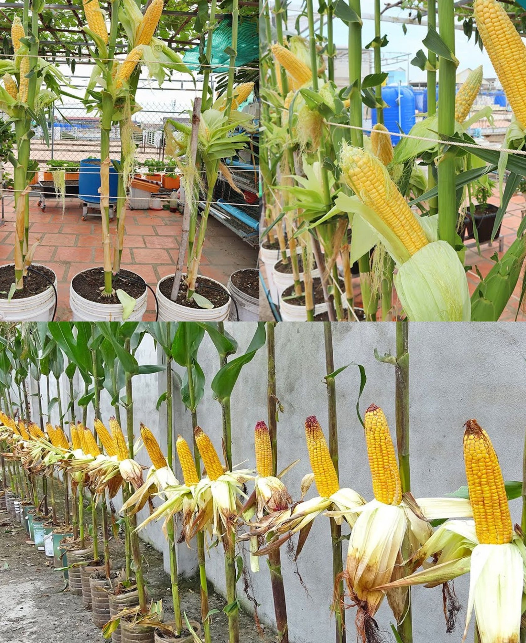 The secret of growing large and abundant corn in plastic containers without a garden🌱