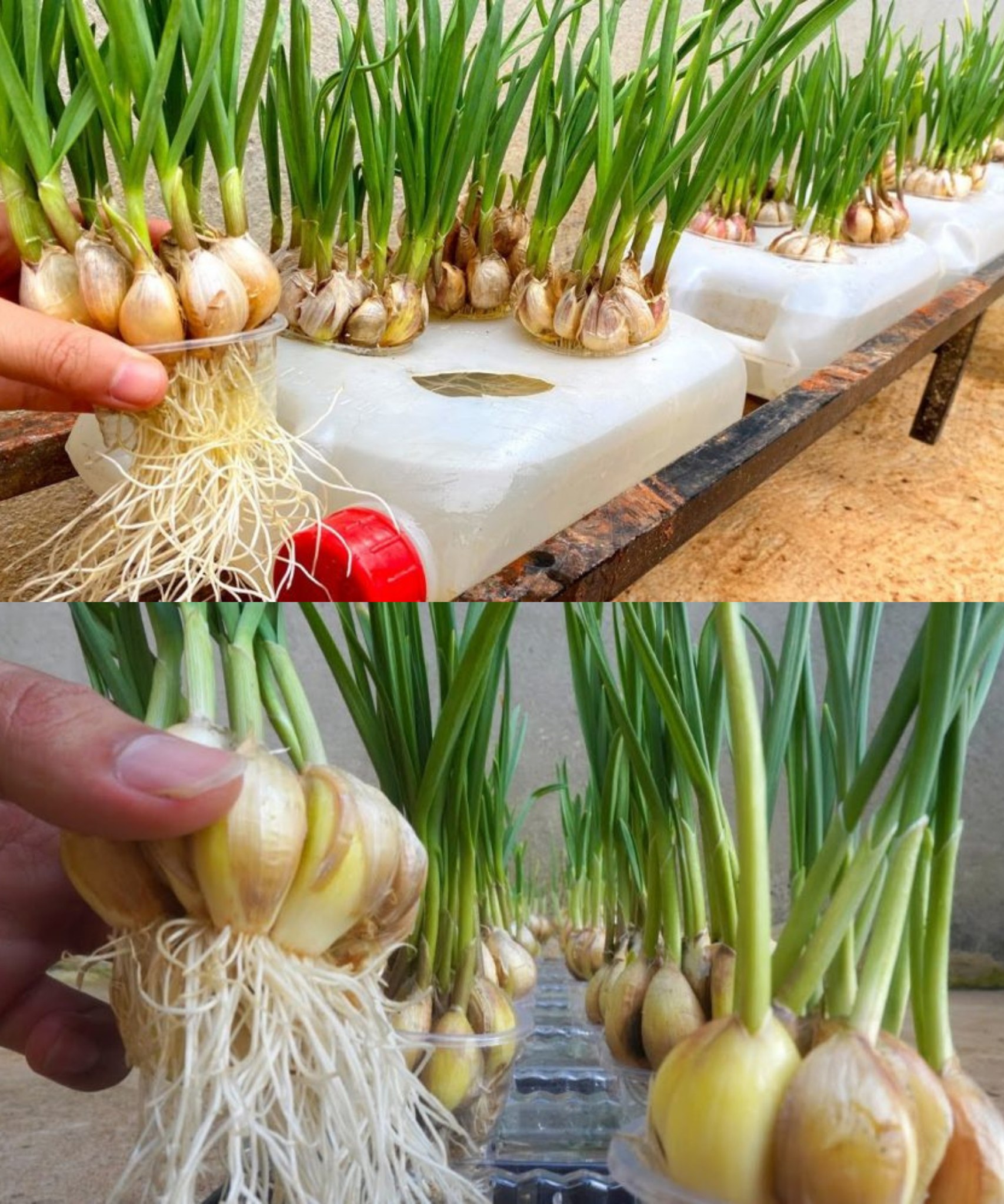 Tips for growing garlic quickly with many roots in Plastic Wastebasket🌱