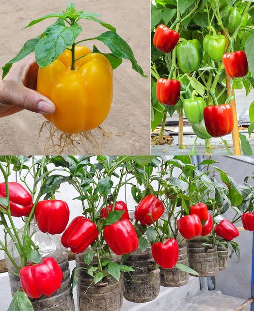 Try this tips on growing bell peppers in plastic bottles, you won’t have to buy peppers again🌱