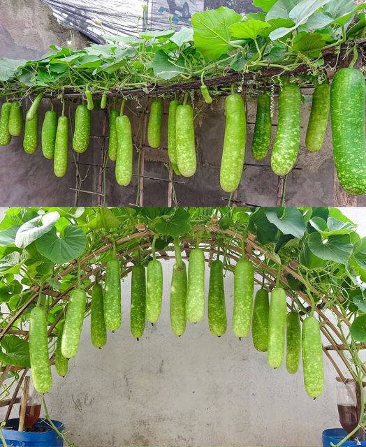 Unique way to grow gourds in plastic bottles Grow gourds for family meals🌱