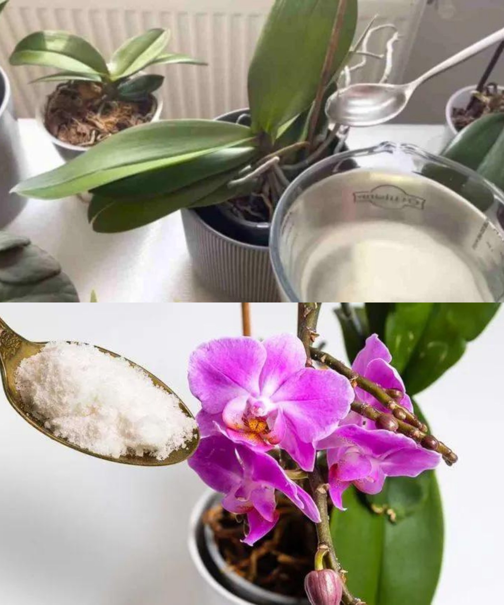 Use this instead of soil, you’ve never had orchids like this: they will be very bushy🌱