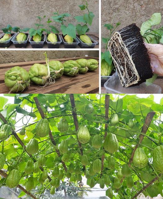 Watch Our Chayote Planting Method Produce an Abundance of Fruit 🌱