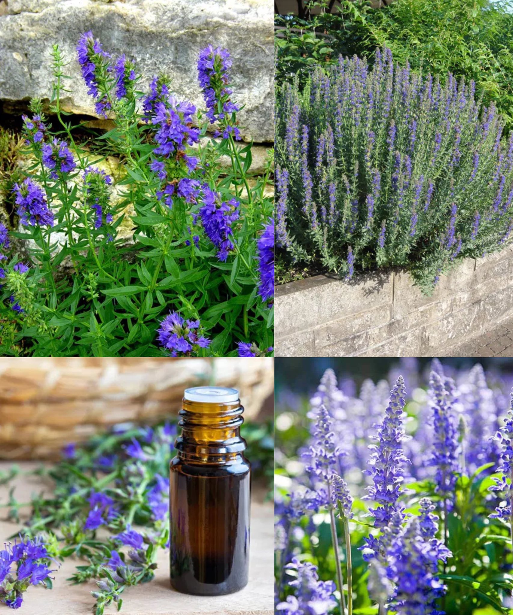 Why Hyssop is the Best Herb to Grow in Your Garden🌱