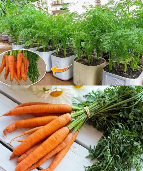 Why does growing carrots in a plastic bag give a lot of tubers? here is the answer🌱