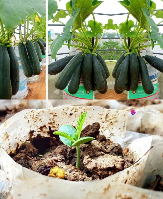 Why does planting zucchini in soil sacks yield so many fruits Here is the answer!🌱